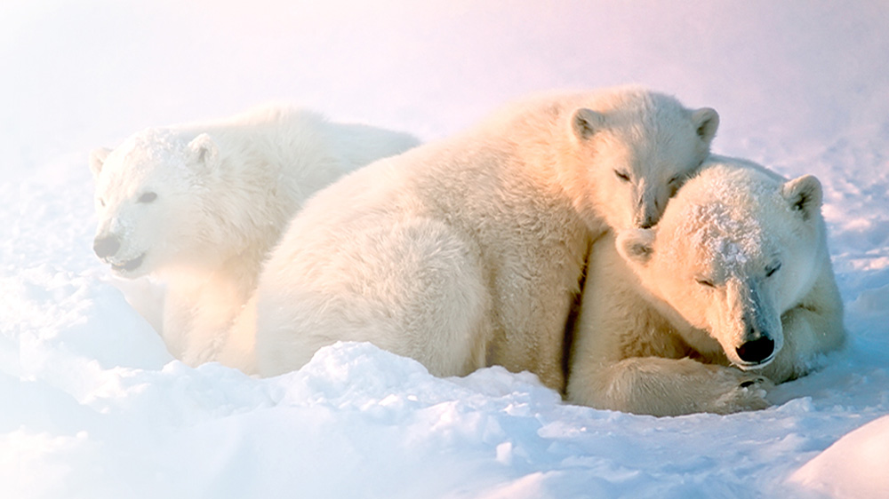 Save the Polar Bear - 北極のシロクマを救う -