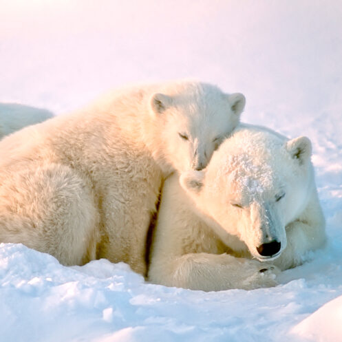 Save the Polar Bear -北極のシロクマを救う-